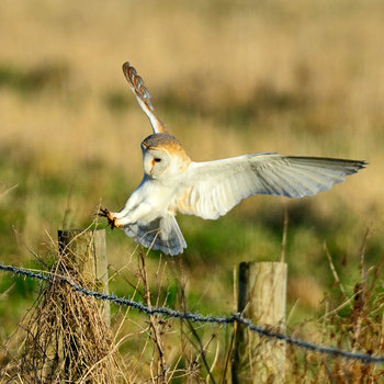 21 Facts On Barn Owl Tweetapedia Living With Birds