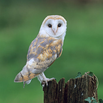 all about barn owls