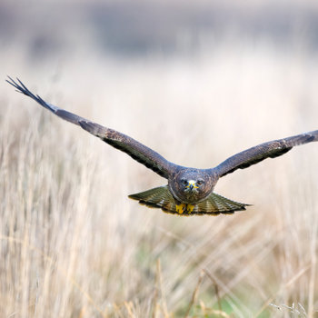 21 Facts On Buzzard Tweetapedia Living With Birds