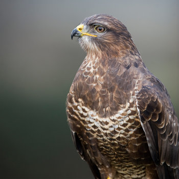 21 Facts On Buzzard Tweetapedia Living With Birds