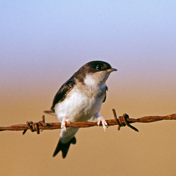 21-facts-on-house-martin-i1.jpg