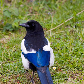 all about magpies