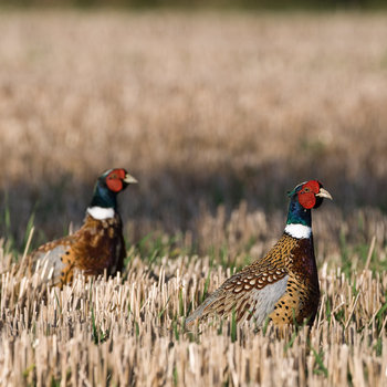 21 Facts on Pheasant - Tweetapedia 