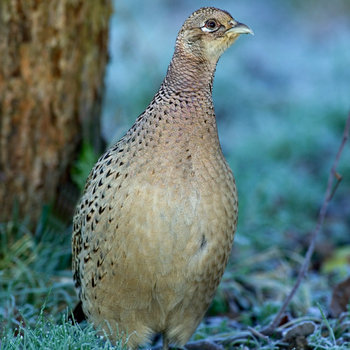 21 Facts on Pheasant - Tweetapedia 