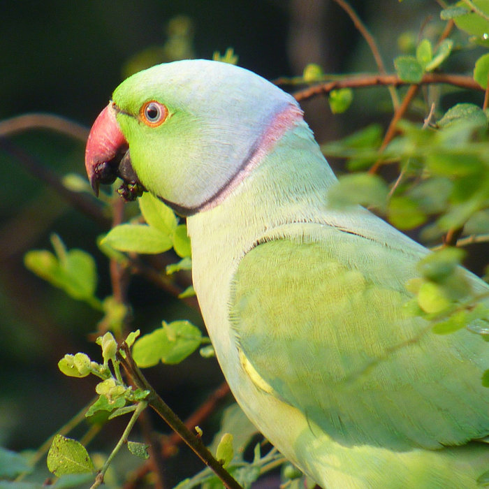 Ring-necked Parakeets or Rose-ringed Parakeet ( Psittacula krameri). Pair.  Blue colour mutation. Aviary birds Stock Photo - Alamy