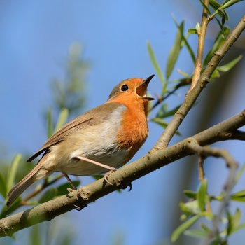21 facts on robin