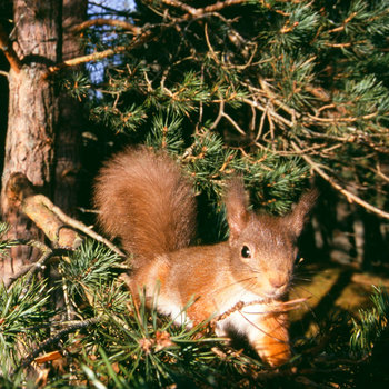 fotos - Fotos de animales de todo tipo incluyendo mascotas que más te gustan - Página 4 21-facts-on-squirrel-i1