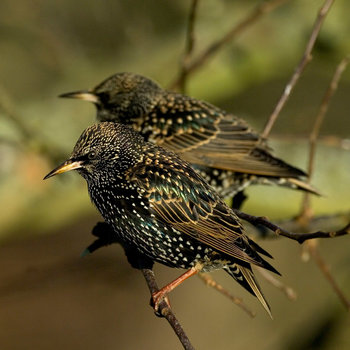 21 Facts On Starling Tweetapedia Living With Birds