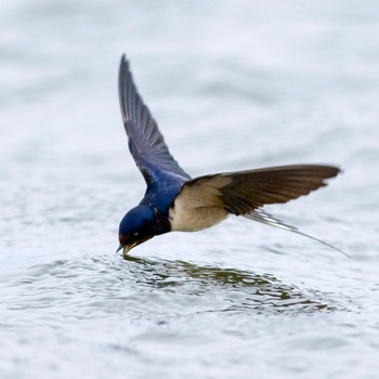 21 Facts on Swallow - Tweetapedia - Living with Birds