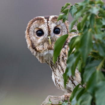 21-facts-on-tawny-owl-i1.jpg?v=38