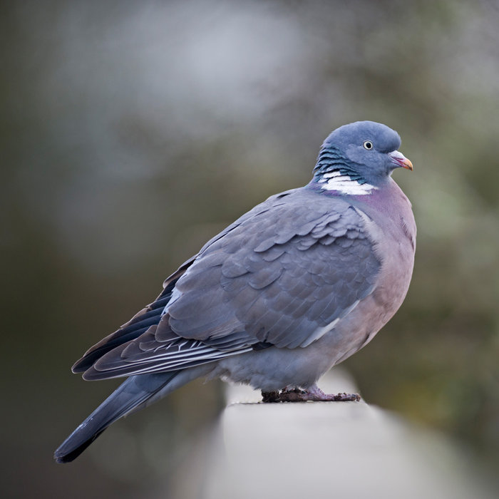 21 Facts on Wood Pigeon - Tweetapedia - Living with Birds