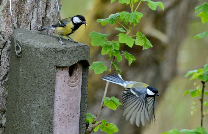 Nest Boxes Faq Tweetapedia Living With Birds