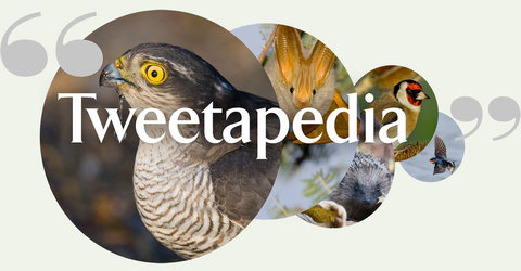 tweetapedia logo with bird photos in the background