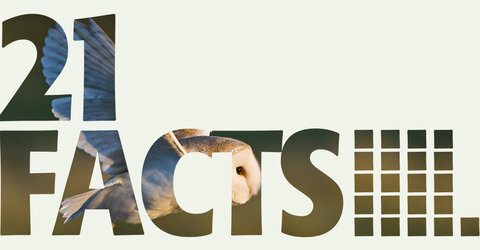 21 Facts logo letters cut out of barn owl photo